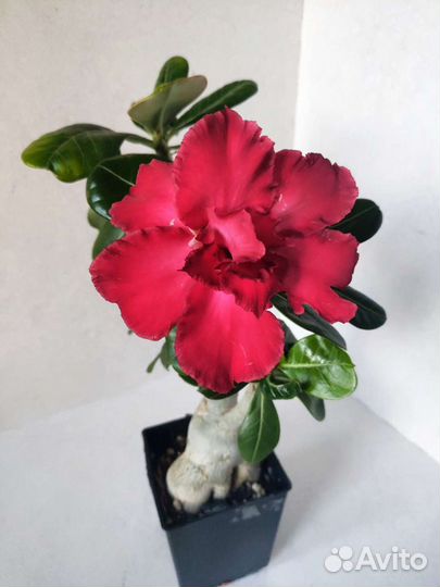 Черенки сортовых адениумов