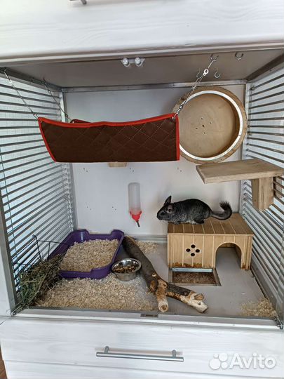 Витринна для шиншилл