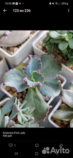 Суккуленты Эхиверии, много разных видов