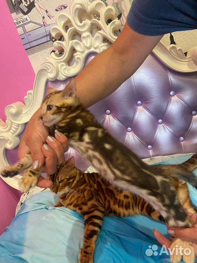 Бенгальские котята