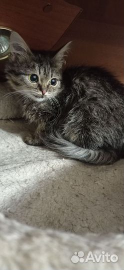 Котенок добрые руки