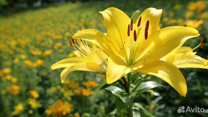 Лилии пионы первоцветы Срез и корни