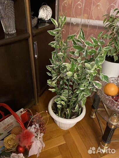 Педилантус