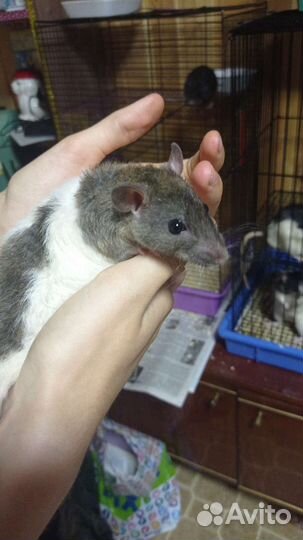 Крысята с клеткой