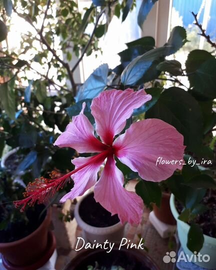 Гибискусы сортовые комнатные