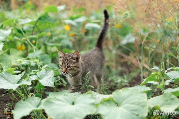 Замурррчательный котенок в добрые руки с доставкой