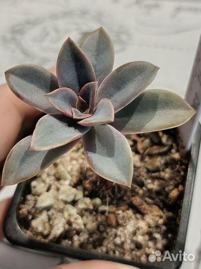 Суккуленты