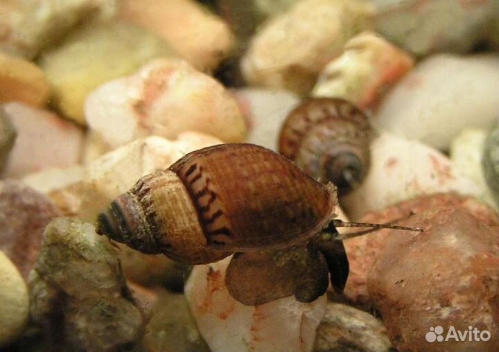 Улитка Мелания Granifera