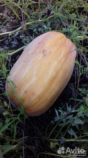 Семена тыквы Витаминная, 10 шт