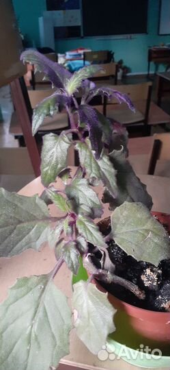 Комнатные растения