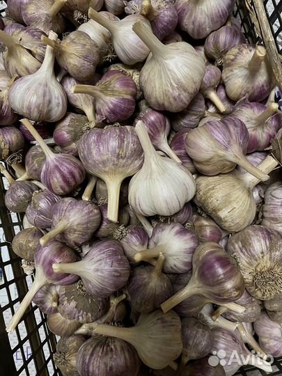 Озимый чеснок