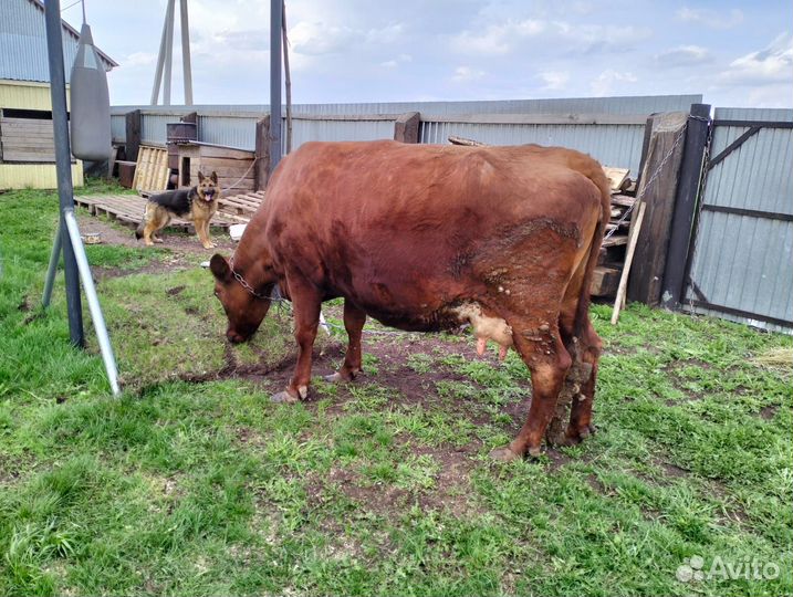 Продается корова