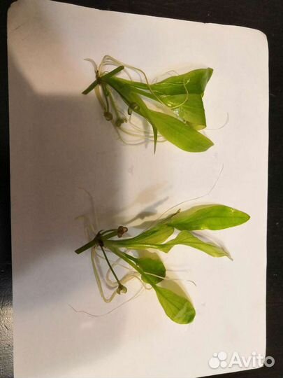 Детки эхинодоруса, буцефаландры