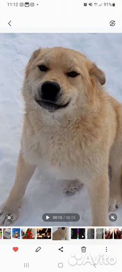 Собака в добрые руки