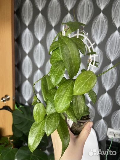 Редкие хойи