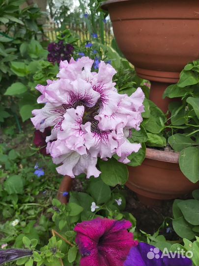 Рассада петунии сортовой