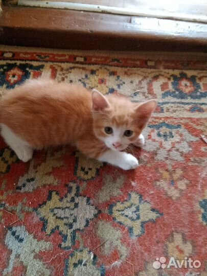 Котëнок