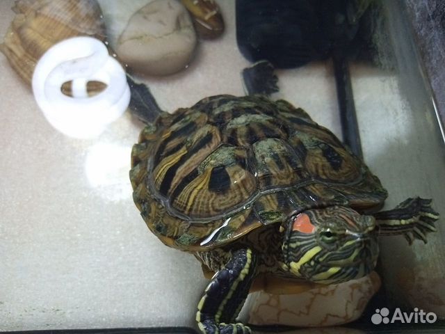 Красноухая черепаха. Центр объявление продам