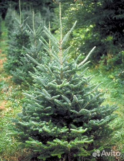 Пихта фрайзера