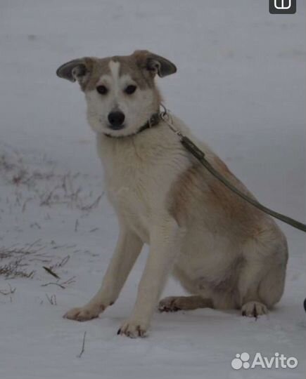 Щенки-подростки мальчики