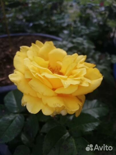 Саженцы роз