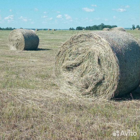 Сено продажа, обмен