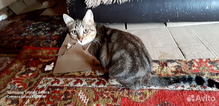 Отдам в добрые руки