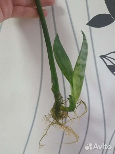 Сансевиерия