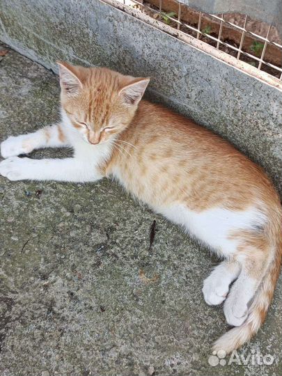 Кошка в дар бесплатно