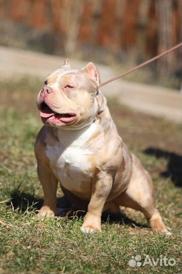 Американский булли вязка