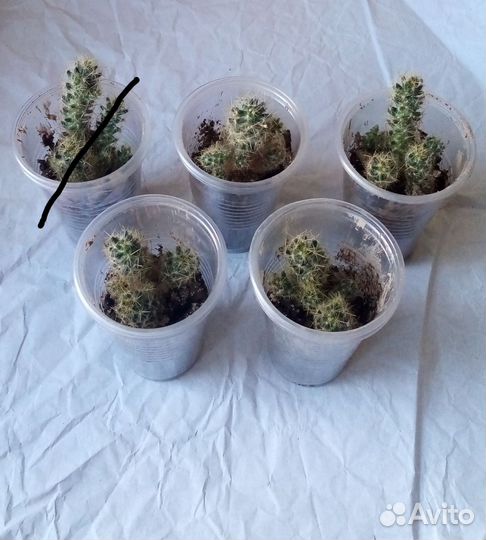 Кактусы маммилярия