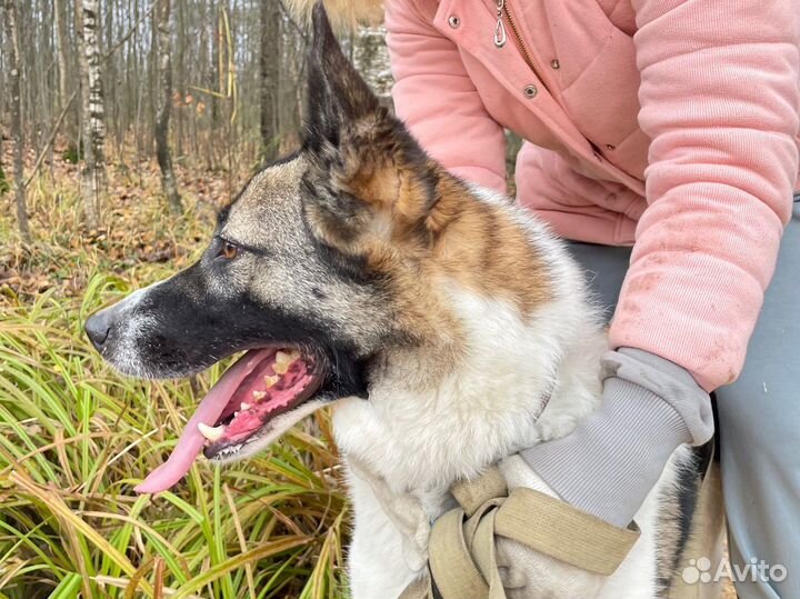 Счастливчик жил в квартире, но пёс был предан