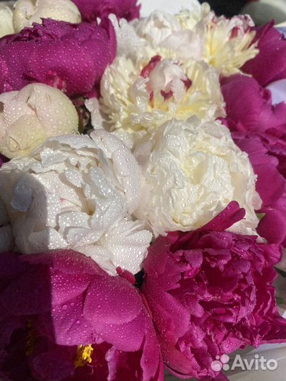 Живые цветы букеты пионы