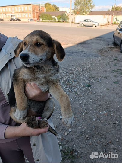 Щенок в добрые руки