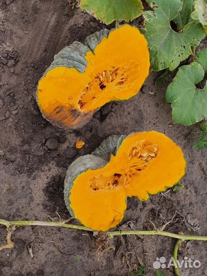 Тыква мраморная(жаба)