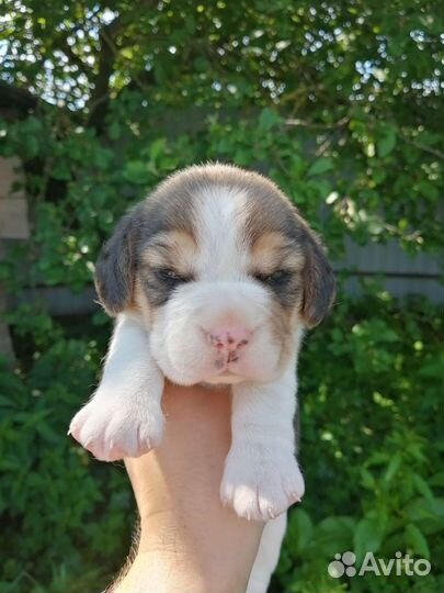 Бигль щенки, питомник, рассрочка