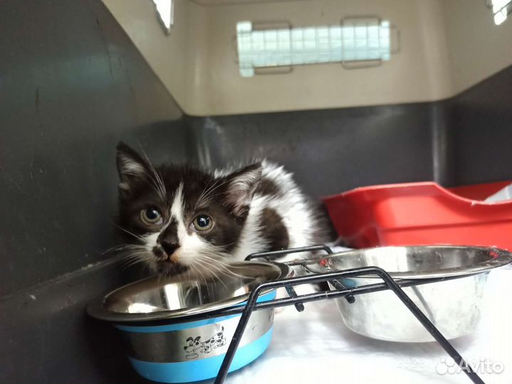 Котенок в добрые руки