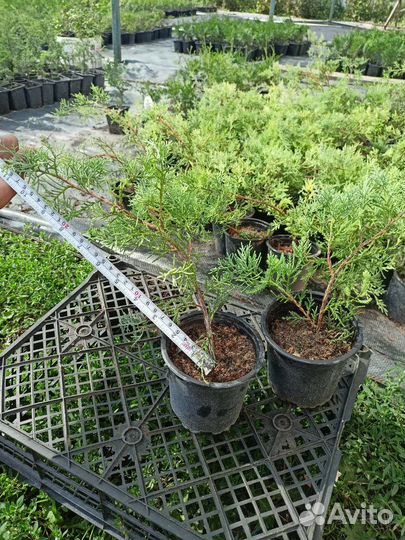Можжевельник виргинский 