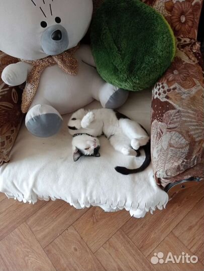 Вязка, кошка хочет