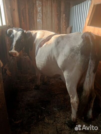 Корова дойная