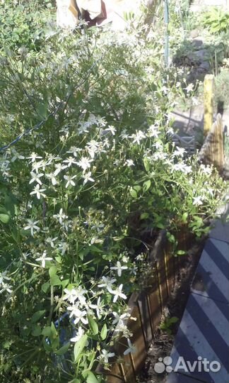 Декоративные кусты