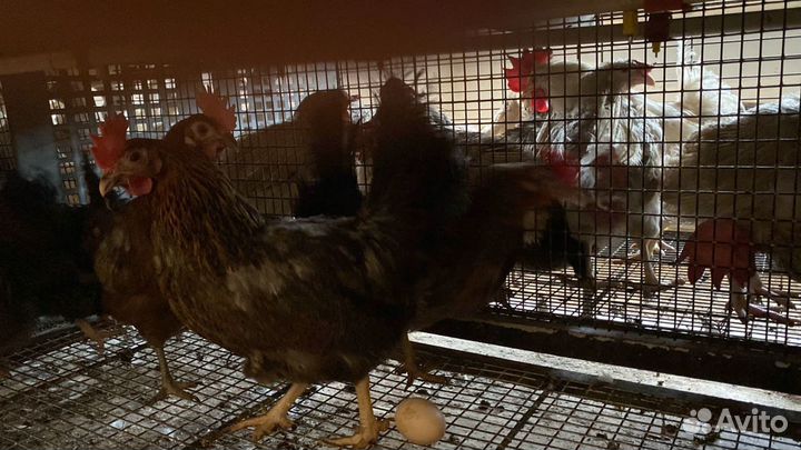 Цесарки,Куры,Петухи,Подсадные Кряквы