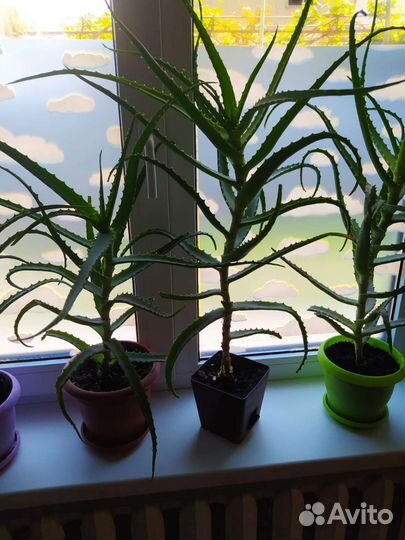 Алоэ лечебный