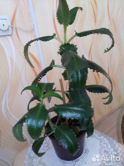 Каланхоэ Лечебный