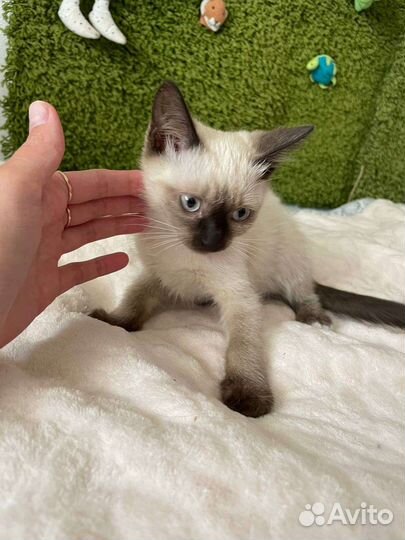 Сиамская кошечка