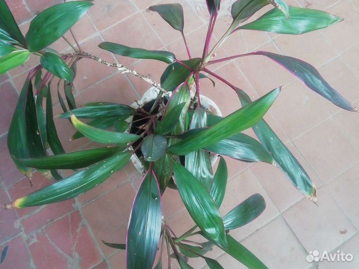 Карделина комнатное растение