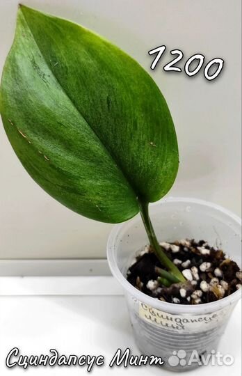 Сциндапсусы и Эпипремнумы