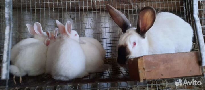 Калифорния,хиплюс