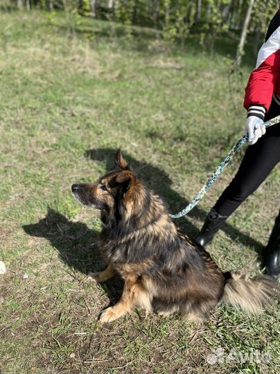 Собака Дэн из приюта. Можно в квартиру