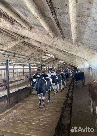 Молочная ферма